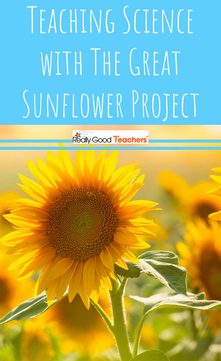 Teaching Science with The Great Sunflower Project