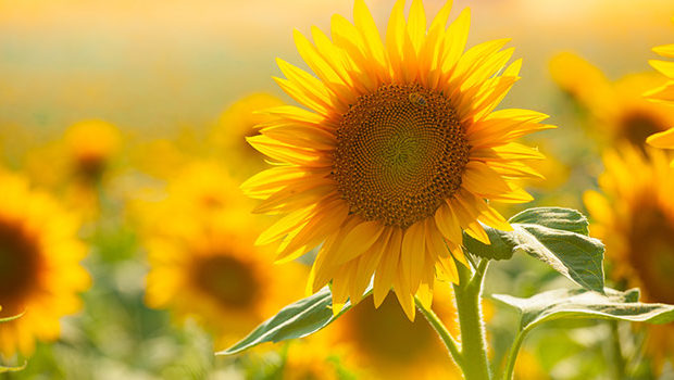 Teach Science and Self-Esteem with The Great Sunflower Project