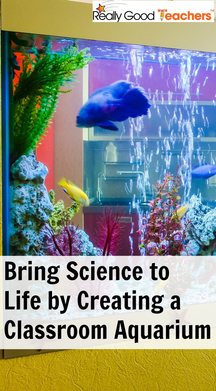 Bring Science to Life by Creating a Classroom Aquarium - ReallyGoodTeachers.com