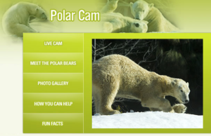 San Diego Zoo Polar Bear Cam
