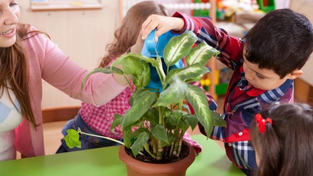 Best Plants for the Classroom